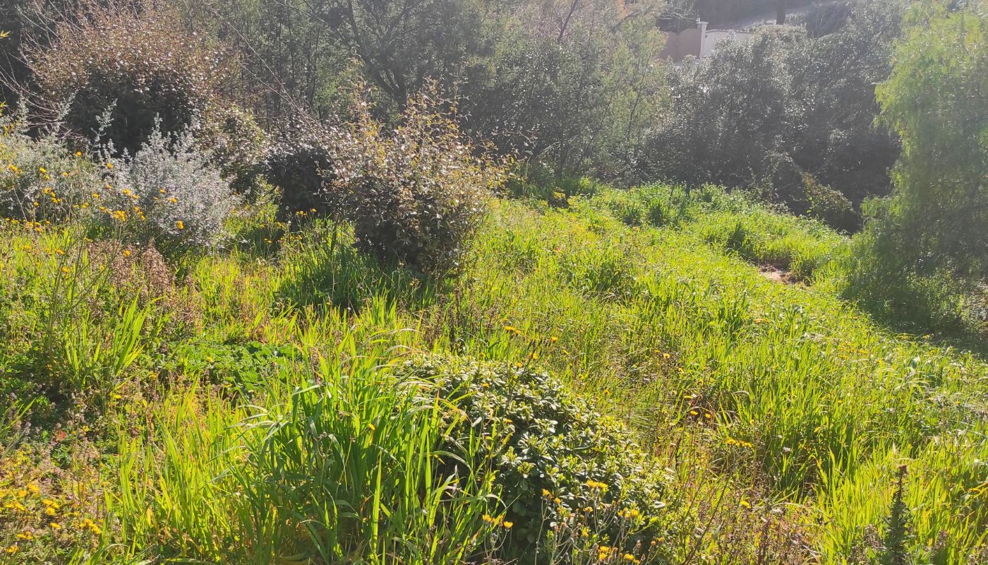 Débroussaillage Ange Garden